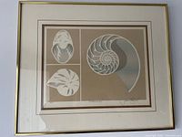 Full view of framed shell print titled 'Nautilus' showing three shell illustrations in beige and muted blues with signature and numbering visible