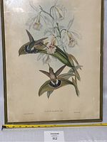 Large framed botanical print showing two hummingbirds and orchids, with tape measure for scale, illustrating size and weathered condition.