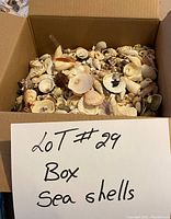 Cardboard box filled with many assorted sea shells of different types and sizes.
