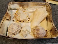 Photo showing five different sea shells arranged inside the slightly bent rectangular metal tin box on a grey carpet.
