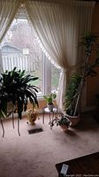 Wide shot of several live plants next to a window with sheer curtains, including a tall leafy plant and others in various planters.