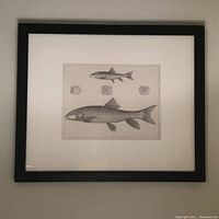 Framed fish lithograph, showing entire framed piece on a neutral background.