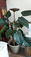 Front view of large floor plant in a scratched pot with dark green broad leaves