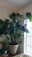 Full view of large Monstera deliciosa plant in beige pot next to window.