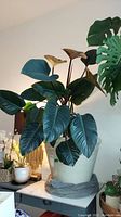 Full view of large live potted houseplant with dark green leaves and beige pot on table indoors with surrounding smaller plants.