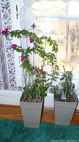 Two potted plants placed indoors near a window. Bougainvillea exhibits pink flowers and is supported by a decorative trellis, Passiflora plant beside it, smaller and less leafy.