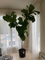 Full view showing entire Fiddle Leaf Fig tree and black plastic pot against window