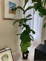 Full view of live fig tree plant indoors showing height and foliage detail.