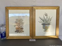 Two framed botanical prints shown side by side with wooden frames on grey background. Prints feature succulents labeled N 52 and N 58.