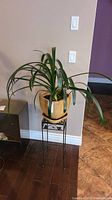 Live Clivia plant with long green leaves in a yellow-beige ceramic pot on a black metal stand indoors.