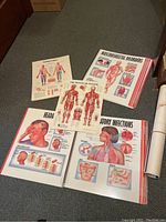Overview of several anatomy charts spread on the floor showing muscular system, head, musculoskeletal disorders.