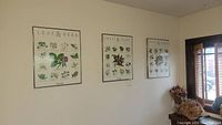 Wide shot showing the three framed botanical prints hung on a white wall above a cabinet with dried floral decor.
