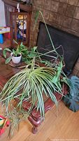 View showing variety of potted house plants on wooden table near fireplace, featuring spider plant and monstera.