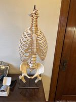 Front view of hanging human skeleton model showing ribs, spine, pelvis, and upper legs on metal stand