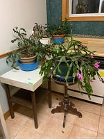 Photo of four Christmas cactus plants on and near a wooden pedestal side table in a tiled room corner.