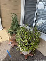 Two large potted plants on rolling stands placed on a patio, with one plant healthy and one wilting.