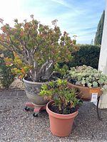 View of large jade plant in decorative pot with casters, terracotta pot with spiky succulent and clay pot with cascading succulent on metal stand outdoors.