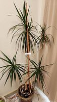 Full view of the live Dracaena plant in a decorative pot showing the height and leaf condition