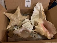 Image of a cardboard box with a large textured starfish and multiple large seashells in mostly beige and white color tones.