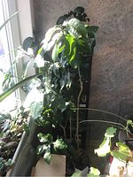 Photo showing a grapefruit tree about 5 feet tall with dark green leaves in an indoor setting beside other plants and near a wall.