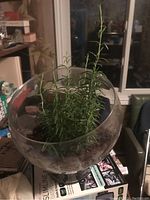 Living rosemary plant in a clear glass globe planter placed on top of books and other items near a window.