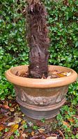 Full view of round terracotta planter pot with decorative relief and living plant inside, surrounded by natural greenery and fallen leaves.