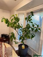 Full view of Meyer lemon tree with large green leaves placed indoors near window and on a small table.