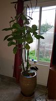 Full view of fiddle leaf fig tree in beige decorative pot next to window with red curtains.