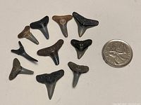 Ten fossilized prehistoric shark teeth spread out with one Canadian quarter for size comparison.