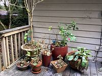 Overview of all 7 assorted planters including ceramic, terra cotta and plastic with seasonal plants on wooden deck against house siding.