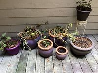 Seven potted plants in purple and lavender ceramic and plastic pots along with a metal plant stand with a small metal pot on it, all with dormant or dead plants
