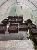 Wide view inside a hoop-style greenhouse showing a double row of brown plastic planters on a raised bench, plus additional planters on the ground