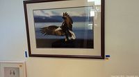 Large framed photograph of a bald eagle in flight