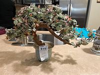 Full front view of the jade tree in the celadon pot showing width and height proportions.