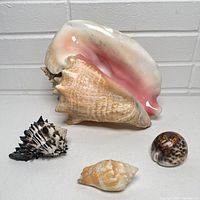 Photo showing a decorative large conch shell approx 10 inches long with three additional smaller shells in front.