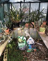 Wide view of orchids, succulents, plant pots, and bags of potting soil inside a greenhouse on gravel floor.