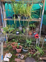 Overall view of potted plants placed on the metal rack and ground, showing variety of plants and garden accessories included in the lot.