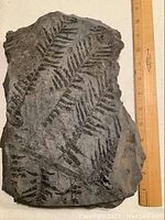 Image showing the full slab with ruler indicating size approximately 12 inches tall and 2 inches thick, displaying fern leaf fossil imprints in dark contrast on gray rock.
