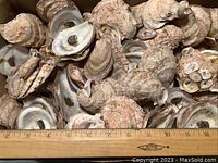 Collection of oyster shells placed closely together with a ruler showing size scale from 0 to 13 inches