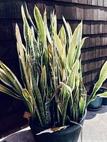 Tall snake plant (Sansevieria) with green and yellow variegated leaves in black pot