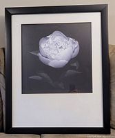 Photo of a framed photograph showing a white peony flower with white matting and black frame, set against a dark background.