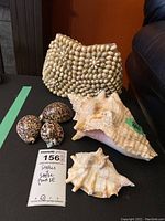 Full lot showing large conch shell, smaller conch shells, spotted cowrie shells, and shell-covered purse