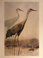 Full view of the print showing two Sandhill Cranes in natural setting, image size noted in seller description.