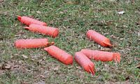 Seven orange retriever training dummies laid out on grass, showing the shape and condition of each dummy.