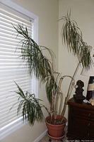 Full view of large potted Dragon Tree next to window and furniture, showing the height and leaf structure.