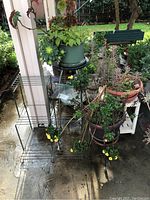 Wide view showing three potted plants on stands and additional wire plant stand near porch.