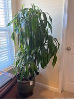Front side of large leafy house plant and pot by window corner