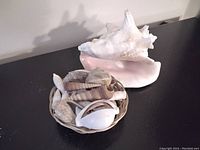 Photo showing a large off-white conch shell with a pink interior placed behind a small basket full of various smaller spiral and rounded seashells.