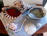Full lot view showing all shells and necklace spread on cloth: large conch-like shell, abalone shell, spiney pink shell, two sand dollars, and white puka shell necklace