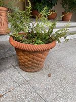 Angled side view of terracotta basket weave planter containing leafy green plant, showing detailed texture and foliage